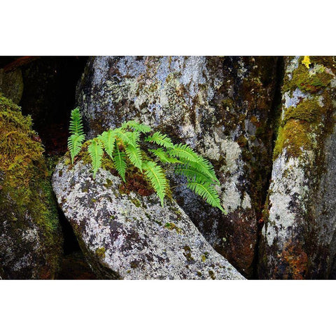 Alaska-Sitka-ferns growing on boulders Black Modern Wood Framed Art Print by PLank, Savanah