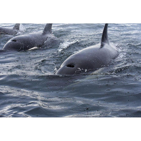 Alaska-Sitka-Sitka Sound killer whales playing in water Black Modern Wood Framed Art Print with Double Matting by PLank, Savanah