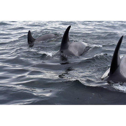 Alaska-Sitka-Sitka Sound killer whales playing in water Black Modern Wood Framed Art Print with Double Matting by PLank, Savanah
