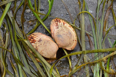Alaska-Ketchikan-cockle shell on beach Black Ornate Wood Framed Art Print with Double Matting by PLank, Savanah