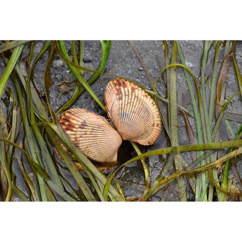 Alaska-Ketchikan-cockle shell on beach Black Modern Wood Framed Art Print with Double Matting by PLank, Savanah