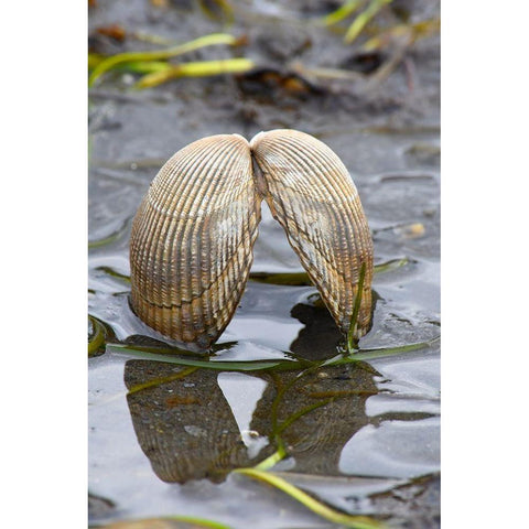 Alaska-Ketchikan-cockle shell on beach Black Modern Wood Framed Art Print by PLank, Savanah