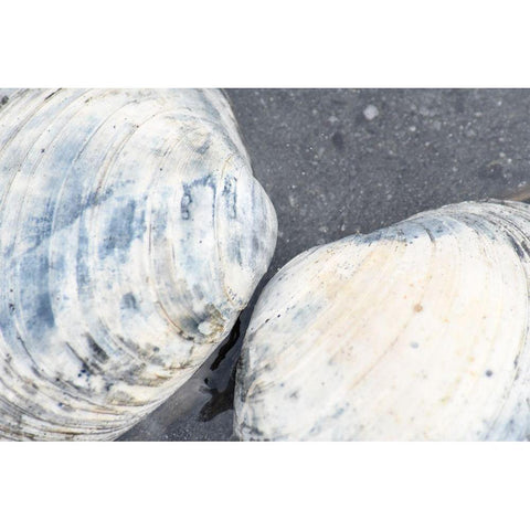 Alaska-Ketchikan-clam shells on beach Black Modern Wood Framed Art Print by PLank, Savanah