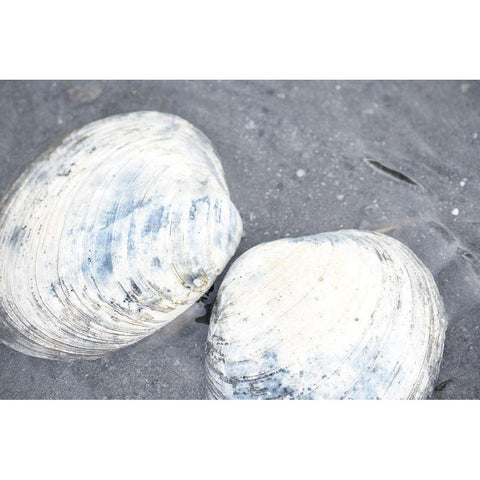 Alaska-Ketchikan-clam shells on beach Gold Ornate Wood Framed Art Print with Double Matting by PLank, Savanah