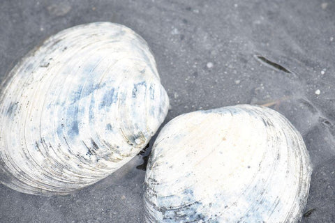 Alaska-Ketchikan-clam shells on beach White Modern Wood Framed Art Print with Double Matting by PLank, Savanah