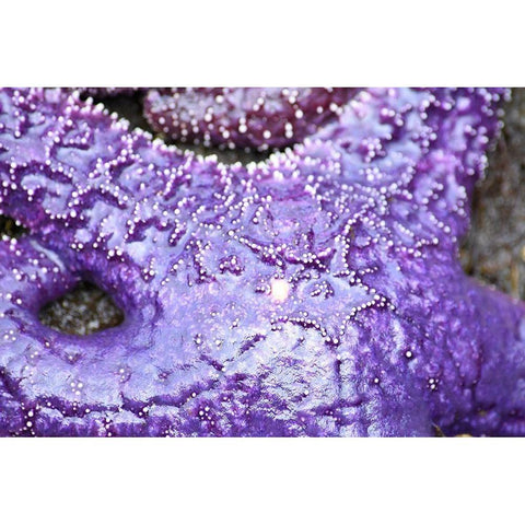 Alaska-Ketchikan-Sea star (Pisaster orchraceus) Black Modern Wood Framed Art Print by PLank, Savanah