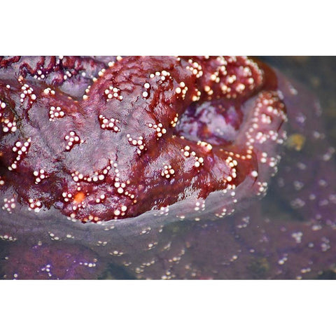 Alaska-Ketchikan-Sea star (Pisaster orchraceus) Black Modern Wood Framed Art Print with Double Matting by PLank, Savanah