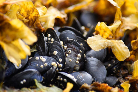 Alaska-Ketchikan-mussels on beach with barnacles White Modern Wood Framed Art Print with Double Matting by PLank, Savanah