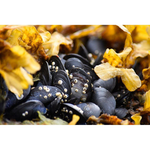 Alaska-Ketchikan-mussels on beach with barnacles Black Modern Wood Framed Art Print by PLank, Savanah