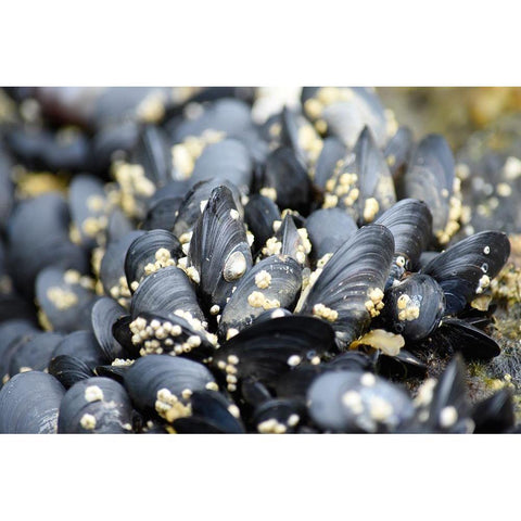 Alaska-Ketchikan-mussels on beach with barnacles Gold Ornate Wood Framed Art Print with Double Matting by PLank, Savanah