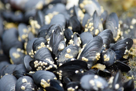 Alaska-Ketchikan-mussels on beach with barnacles White Modern Wood Framed Art Print with Double Matting by PLank, Savanah