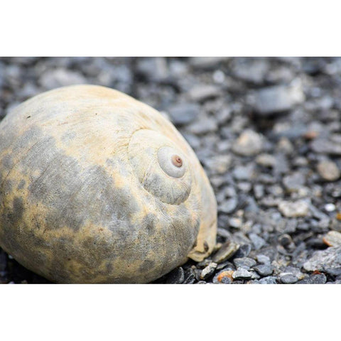 Alaska-Ketchikan-moon snail shell on beach Gold Ornate Wood Framed Art Print with Double Matting by PLank, Savanah