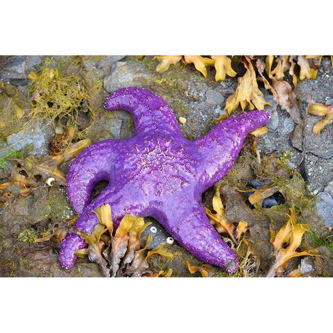 Alaska-Ketchikan-Sea star (Pisaster orchraceus) Gold Ornate Wood Framed Art Print with Double Matting by PLank, Savanah