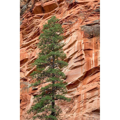 Arizona-Oak Creek Canyon-Coconino National Forest-Evergreen tree and canyon wall Gold Ornate Wood Framed Art Print with Double Matting by Collins, Ann