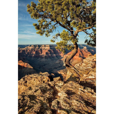 Arizona-Grand Canyon National Park-Pinyon Pine grows cliffside at Hopi Point Black Modern Wood Framed Art Print by Collins, Ann