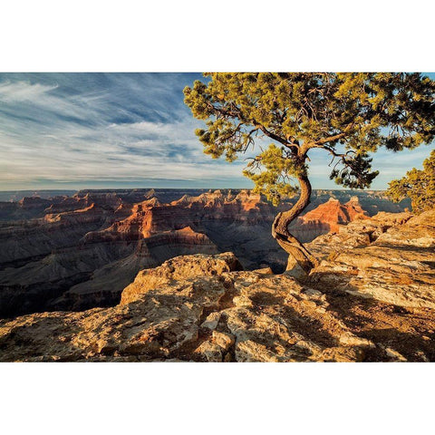 Arizona-Grand Canyon National Park-Pinyon Pine grows cliffside at Hopi Point Gold Ornate Wood Framed Art Print with Double Matting by Collins, Ann