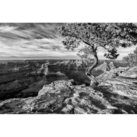 Arizona-Grand Canyon National Park-Pinyon Pine grows cliffside at Hopi Point Black Modern Wood Framed Art Print by Collins, Ann