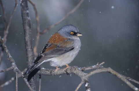 AZ, Madera Canyon Yellow-eyed junco in snowstorm White Modern Wood Framed Art Print with Double Matting by Welling, Dave