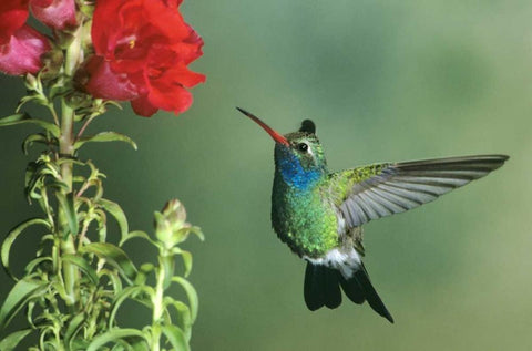 AZ, Broad-billed hummingbird hovering by flower Black Ornate Wood Framed Art Print with Double Matting by Welling, Dave