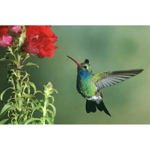 AZ, Broad-billed hummingbird hovering by flower White Modern Wood Framed Art Print by Welling, Dave