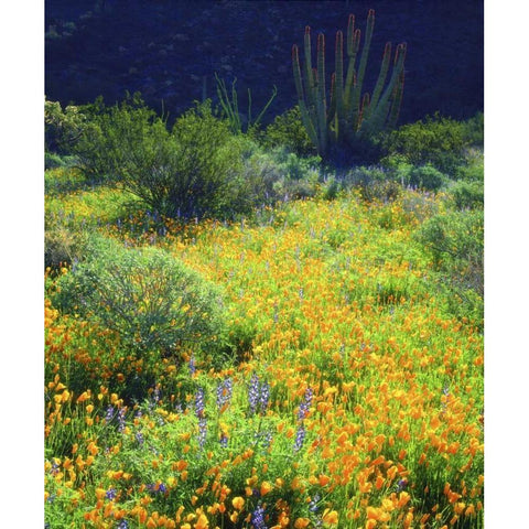 AZ, Organ Pipe Cactus NM Flowers and cacti White Modern Wood Framed Art Print by Talbot Frank, Christopher