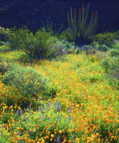 AZ, Organ Pipe Cactus NM Flowers and cacti Black Ornate Wood Framed Art Print with Double Matting by Talbot Frank, Christopher