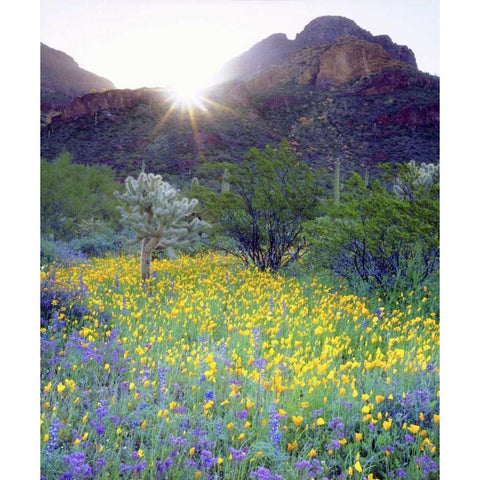 AZ, Organ Pipe Cactus NM Flowers and cacti Black Modern Wood Framed Art Print by Talbot Frank, Christopher