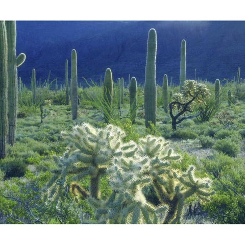 AZ, Organ Pipe Cactus NM Green desert in spring White Modern Wood Framed Art Print by Talbot Frank, Christopher