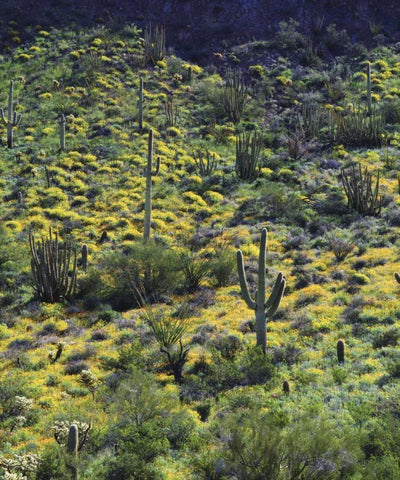 AZ, Organ Pipe Cactus NM Flowers and cacti Black Ornate Wood Framed Art Print with Double Matting by Talbot Frank, Christopher