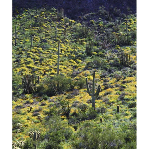 AZ, Organ Pipe Cactus NM Flowers and cacti Black Modern Wood Framed Art Print by Talbot Frank, Christopher