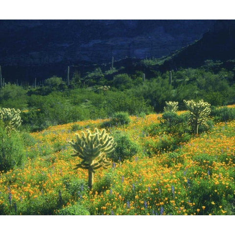 AZ, Organ Pipe Cactus NM Flowers and cacti Gold Ornate Wood Framed Art Print with Double Matting by Talbot Frank, Christopher
