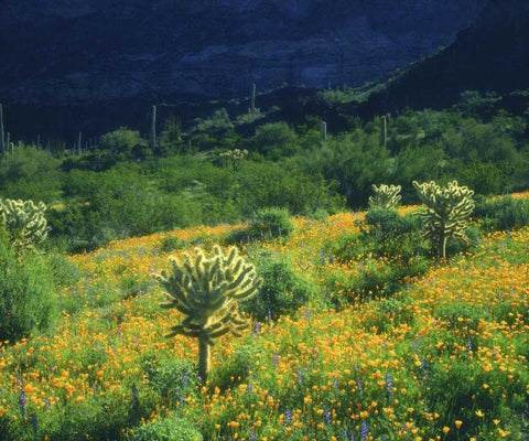 AZ, Organ Pipe Cactus NM Flowers and cacti White Modern Wood Framed Art Print with Double Matting by Talbot Frank, Christopher