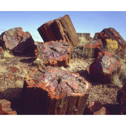 Arizona, Petrified Forest NP Petrified logs White Modern Wood Framed Art Print by Talbot Frank, Christopher