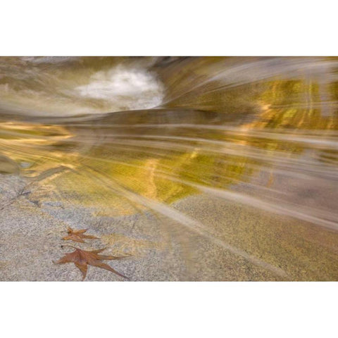 AZ, Tucson Maple leaves in the Romero Pools Black Modern Wood Framed Art Print by Paulson, Don