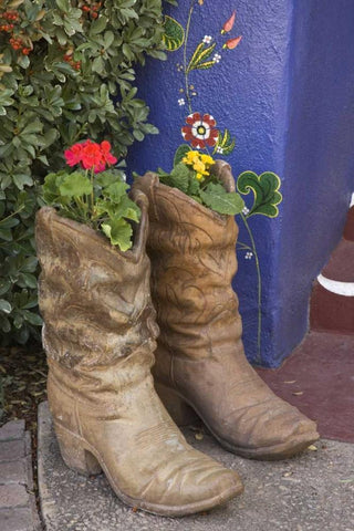 AZ, Tucson Cowboy boots used as planters White Modern Wood Framed Art Print with Double Matting by Paulson, Don