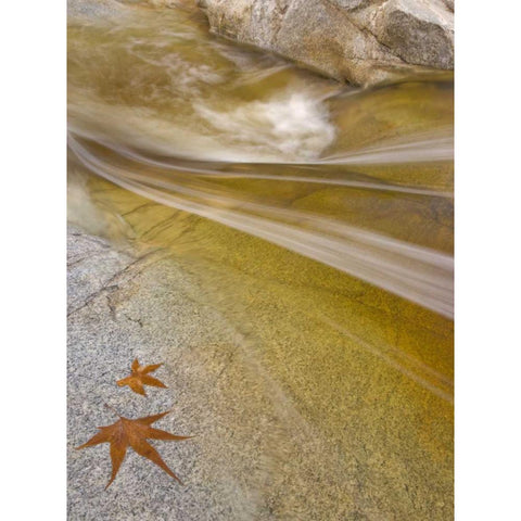 AZ, Tucson Maple leaves in the Romero Pools Black Modern Wood Framed Art Print with Double Matting by Paulson, Don
