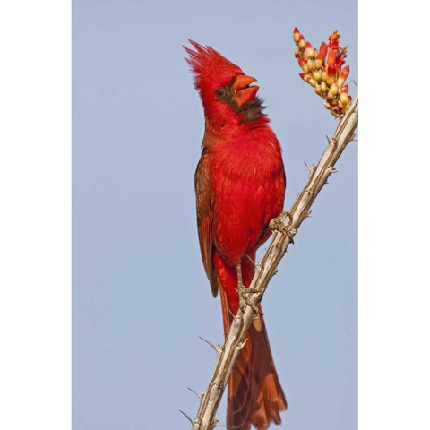 AZ, Pima Co, Northern cardinal singing on cactus Black Modern Wood Framed Art Print by Illg, Cathy and Gordon