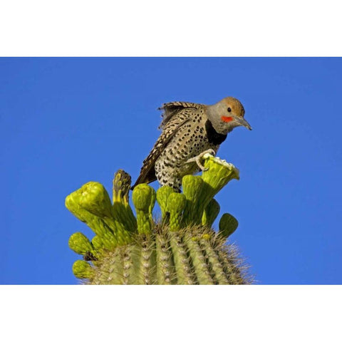 AZ, Pima Co, Gilded flicker on saguaro blossom Gold Ornate Wood Framed Art Print with Double Matting by Illg, Cathy and Gordon