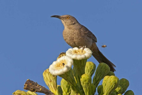 AZ, Pima Co, Curve-billed thrasher on saguaro Black Ornate Wood Framed Art Print with Double Matting by Illg, Cathy and Gordon