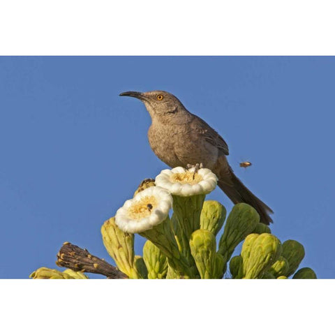 AZ, Pima Co, Curve-billed thrasher on saguaro Black Modern Wood Framed Art Print by Illg, Cathy and Gordon