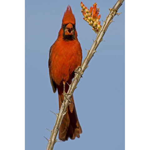 Arizona Male cardinal eating ocotillo blossom Black Modern Wood Framed Art Print by Illg, Cathy and Gordon