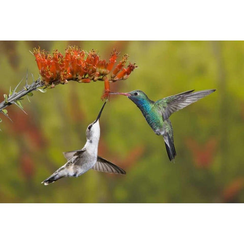 AZ, Sonoran Desert Hummingbird share an ocotillo White Modern Wood Framed Art Print by Grall, Don