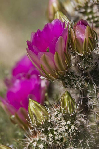 Arizona, Tucson Hedgehog cactus in bloom Black Ornate Wood Framed Art Print with Double Matting by Grall, Don