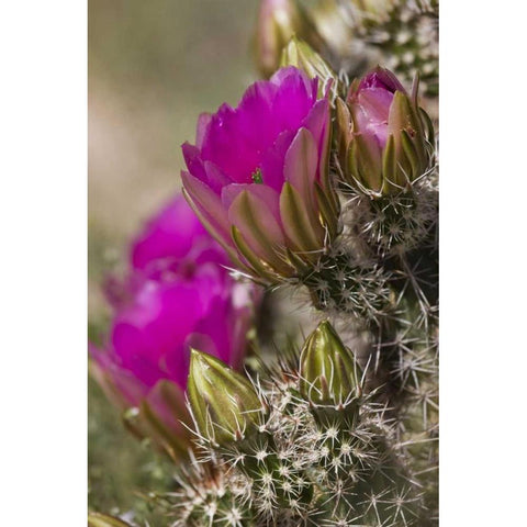 Arizona, Tucson Hedgehog cactus in bloom Black Modern Wood Framed Art Print by Grall, Don