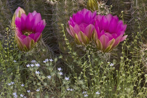 Arizona, Tucson Hedgehog cactus in bloom White Modern Wood Framed Art Print with Double Matting by Grall, Don