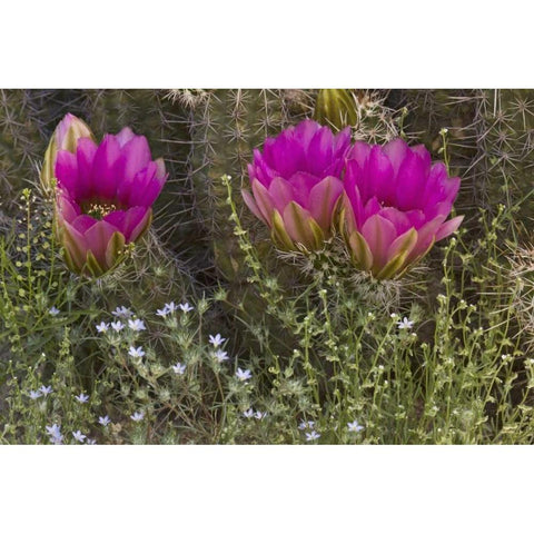 Arizona, Tucson Hedgehog cactus in bloom White Modern Wood Framed Art Print by Grall, Don