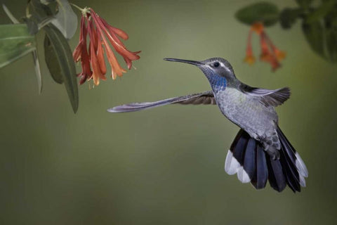 AZ, A blue-throated hummingbird hovers at flower White Modern Wood Framed Art Print with Double Matting by Grall, Don