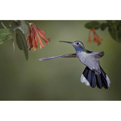 AZ, A blue-throated hummingbird hovers at flower Gold Ornate Wood Framed Art Print with Double Matting by Grall, Don