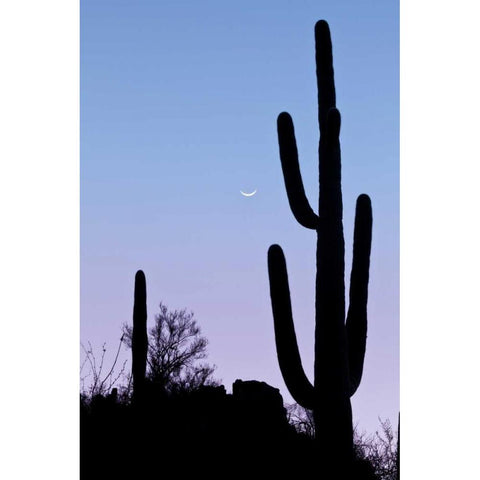 AZ, Tucson Saguaro cactus with crescent moon Black Modern Wood Framed Art Print with Double Matting by Paulson, Don