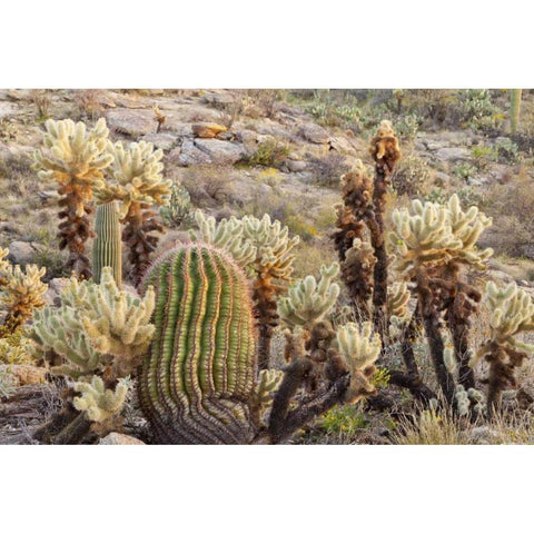 USA, Arizona, Tucson Desert scenic in Saguaro NP Black Modern Wood Framed Art Print by Paulson, Don